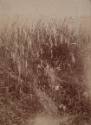 Grasses and Flowers