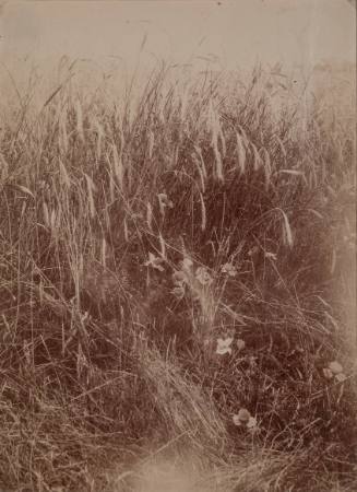 Grasses and Flowers