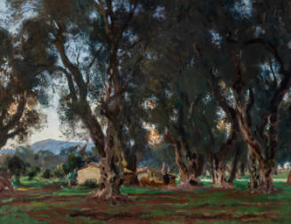 Olive Trees at Corfu